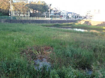 ■調整池内における雑草の繁茂